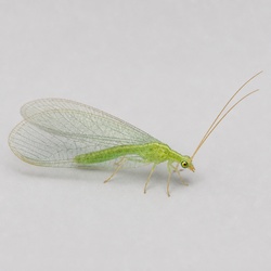 Lacewing Identification Guide