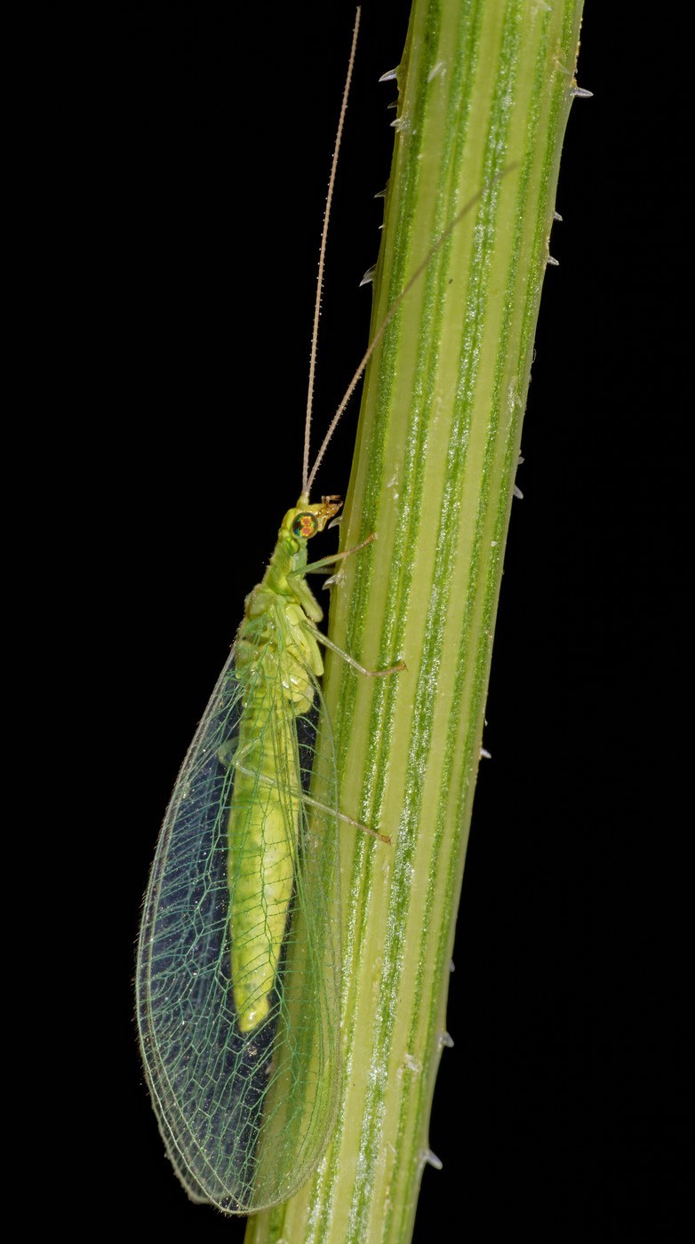 Lacewing