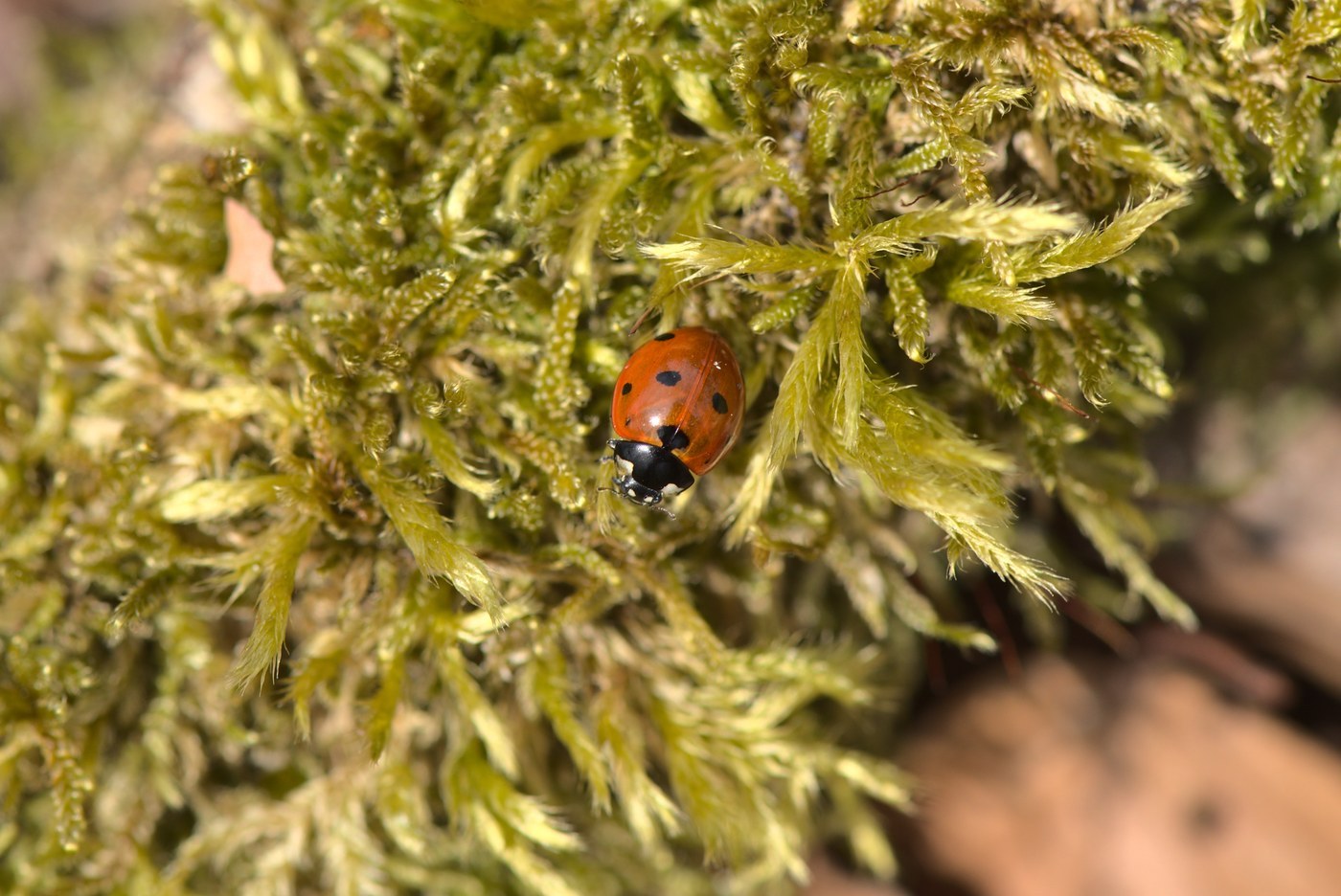 Ladybug