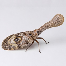 Lantern Bug (Peanut-head Bug) Identification Guide