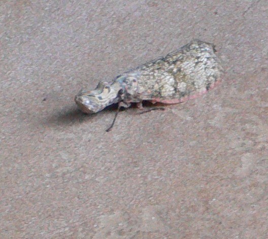 Lantern Bug (Peanut-head Bug)
