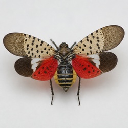 Lanternfly (Spotted Lanternfly) Identification Guide