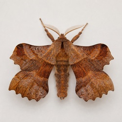 Lappet Moth Identification Guide