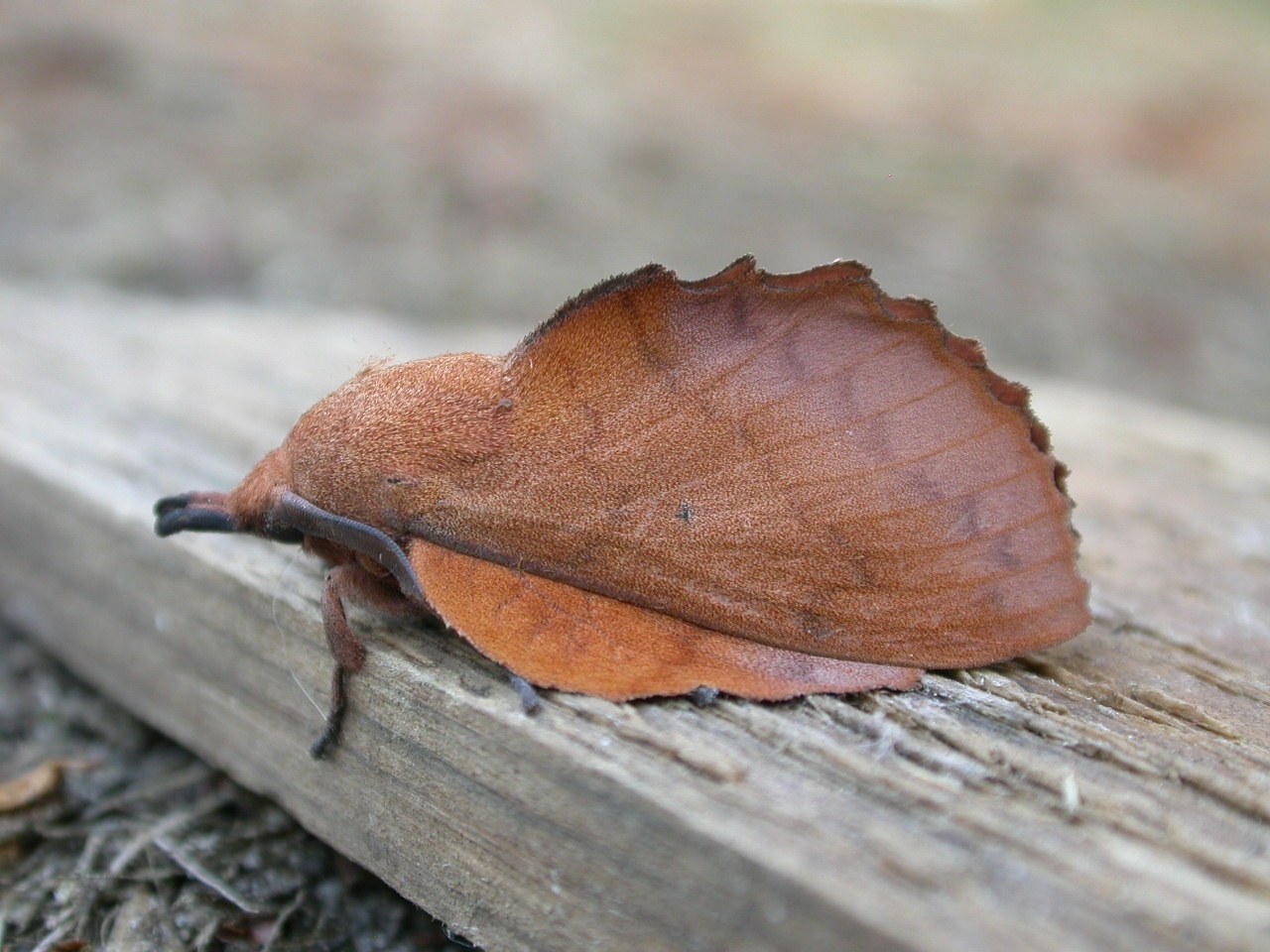 Lappet Moth