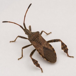 Leaf-Footed Bug Identification Guide