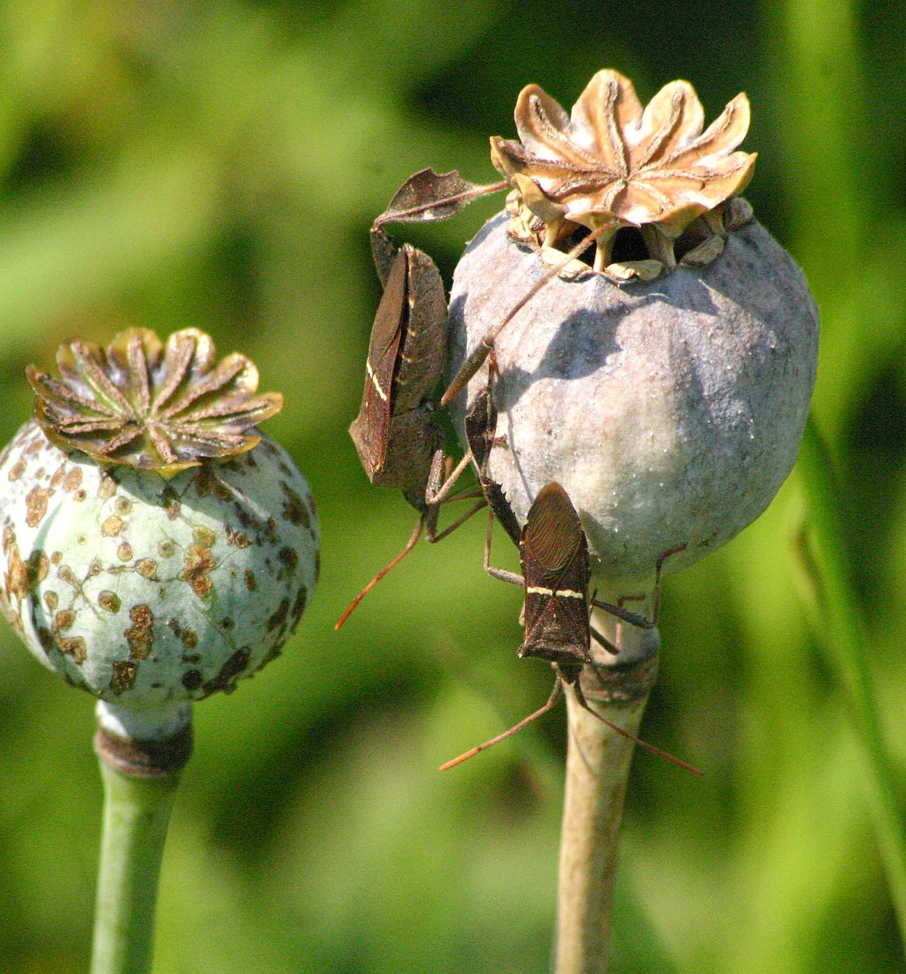Leaf-Footed Bug