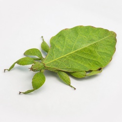 Leaf Insect Identification Guide