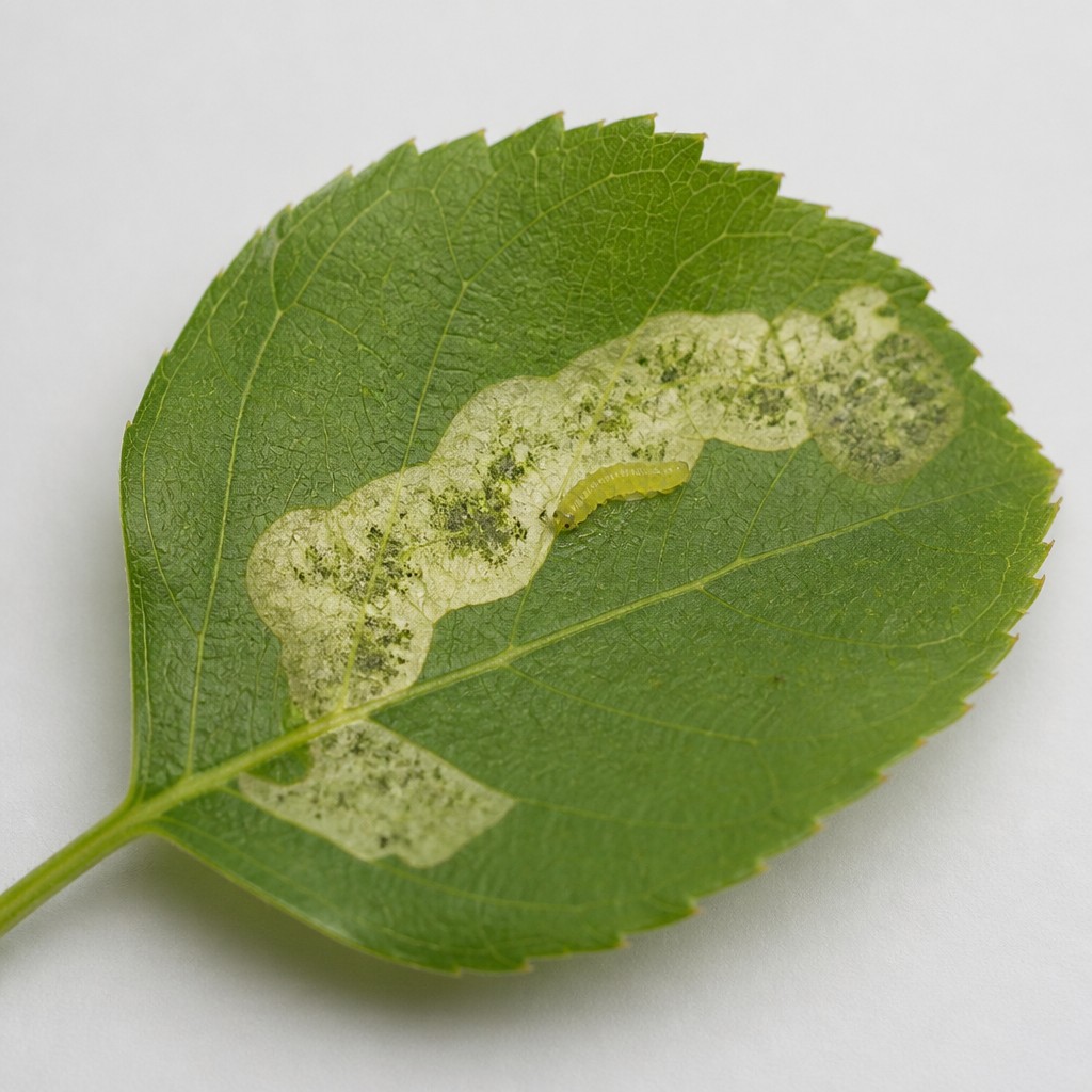 Leaf Miner (Liriomyza spp.)