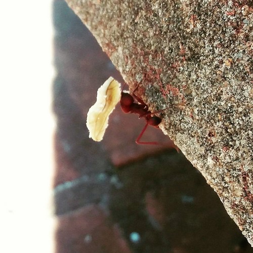 Leafcutter Ant Identification Guide