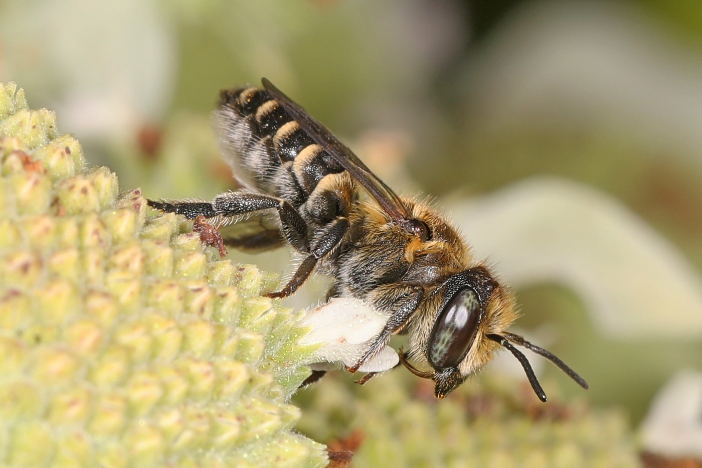 Leafcutter Bee