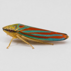 Leafhopper Identification Guide
