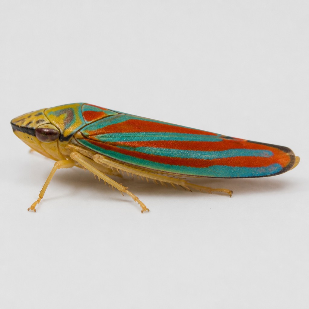 Leafhopper (Graphocephala coccinea)