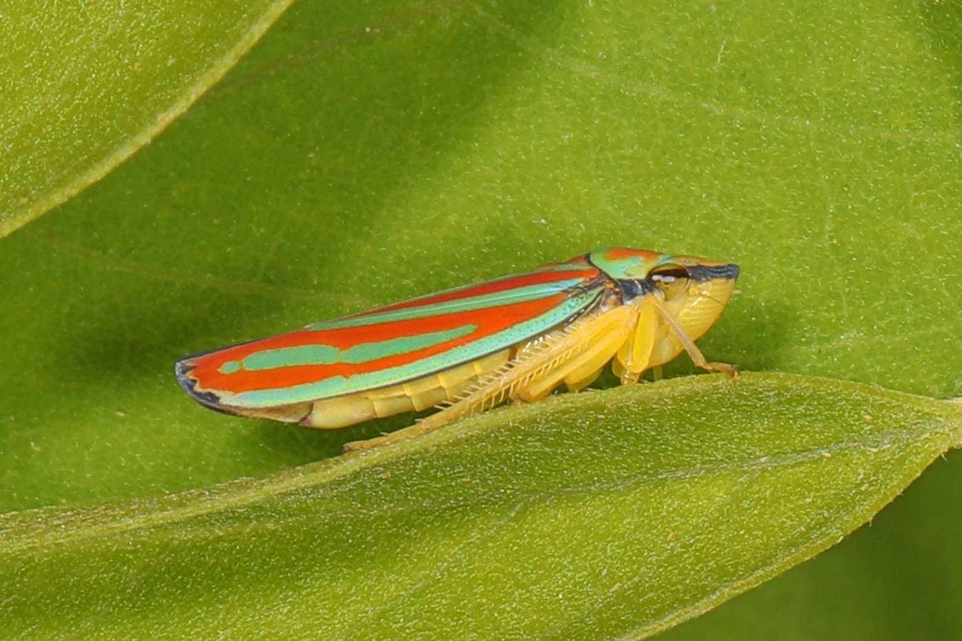 Leafhopper
