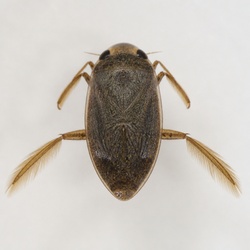 Lesser Water Boatman Identification Guide