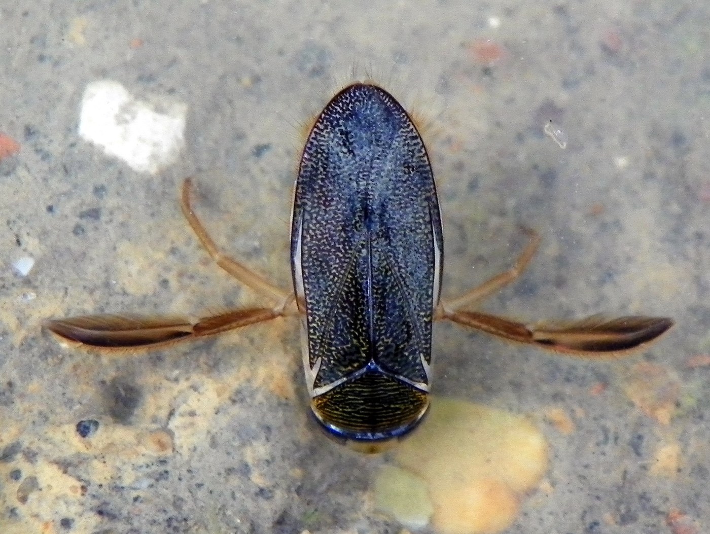 Lesser Water Boatman