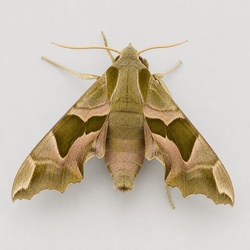 Lime Hawk-Moth Identification Guide