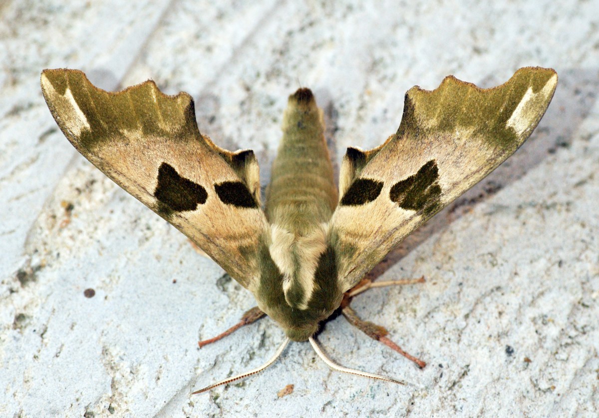 Lime Hawk-Moth