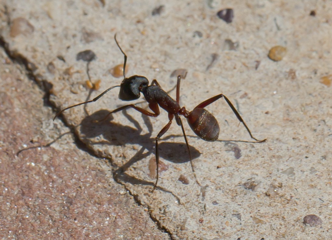 Little Black Ant