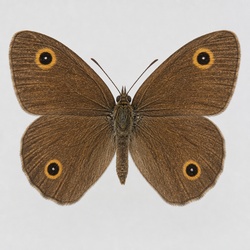 Little Wood-Satyr Identification Guide