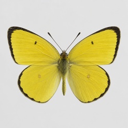 Little Yellow Identification Guide