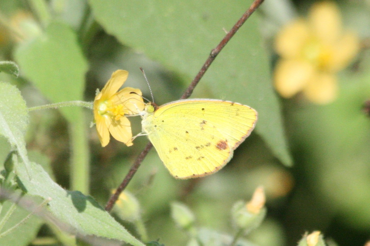 Little Yellow