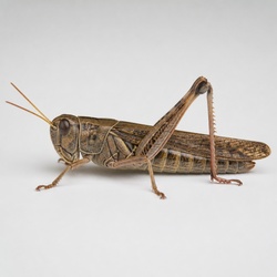 Locust Identification Guide