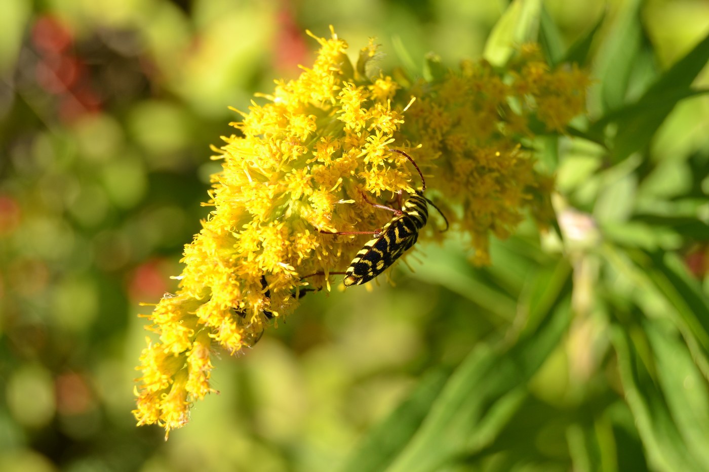 Locust Borer