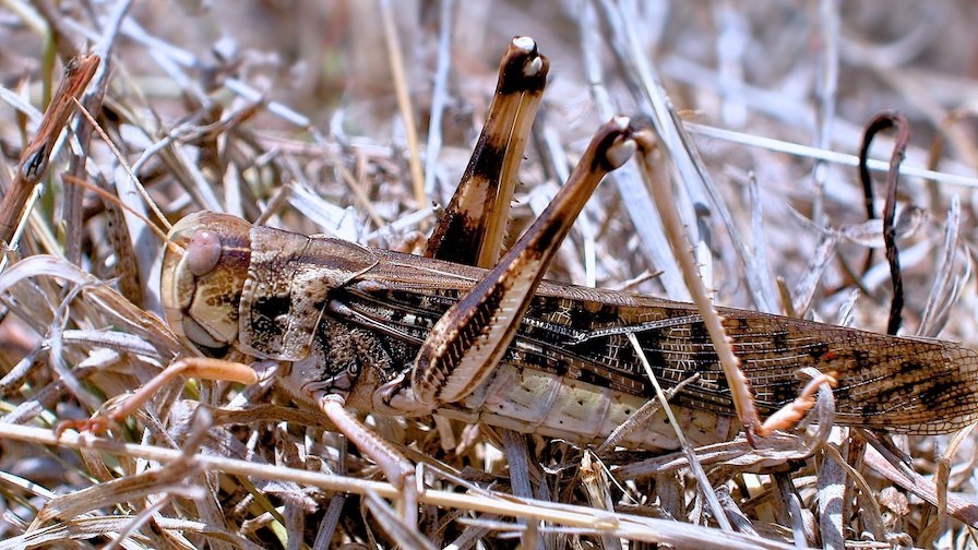 Locust