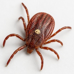 Lone Star Tick Identification Guide
