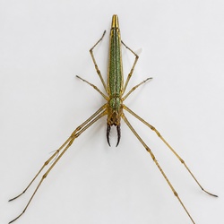 Long-jawed Orb Weaver Identification Guide