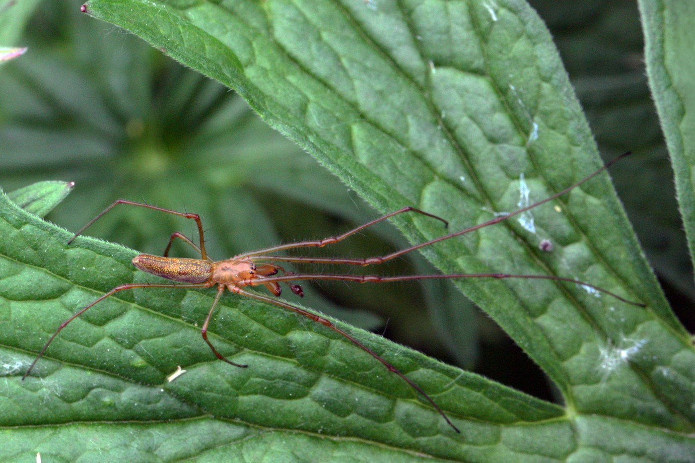 Long-jawed Orb Weaver