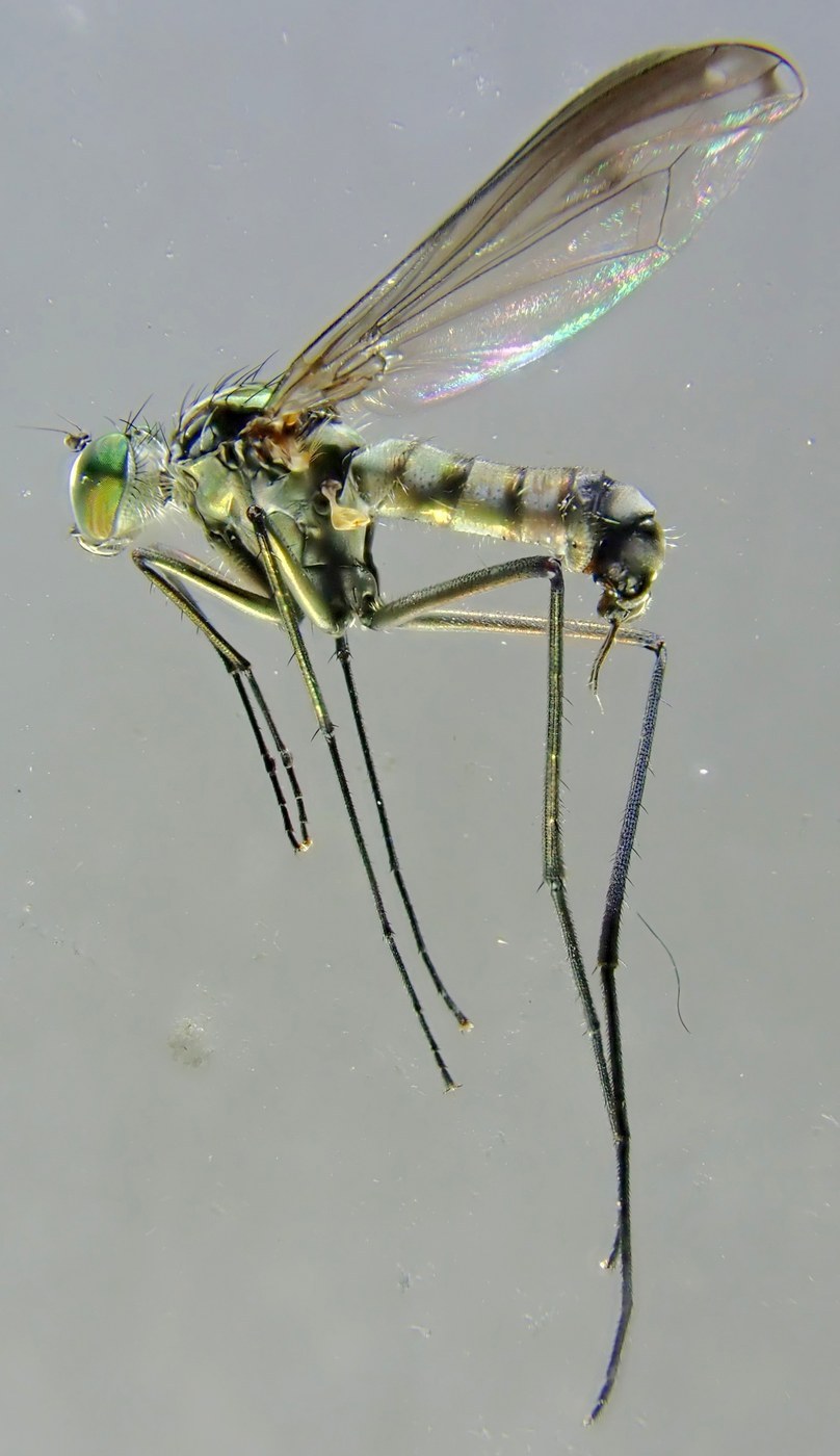 Long-Legged Fly