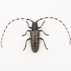 Longhorn Beetle Identification Guide