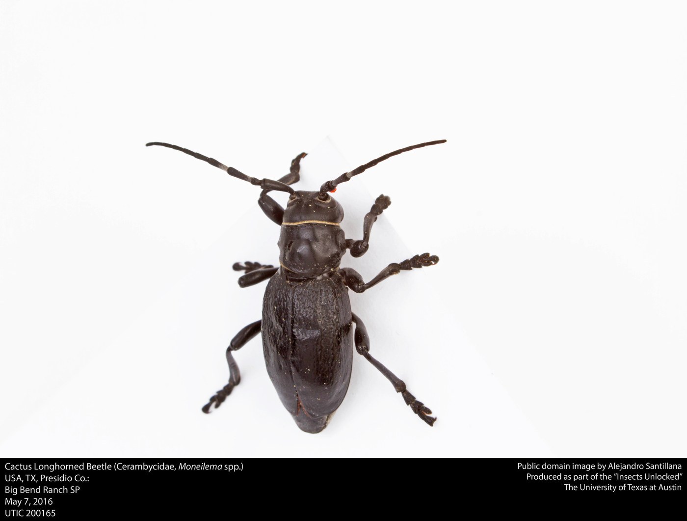 Longhorn Beetle