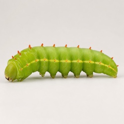Luna Moth Caterpillar Identification Guide