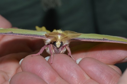 Luna Moth Caterpillar Identification Guide