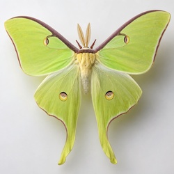 Luna Silkmoth Identification Guide