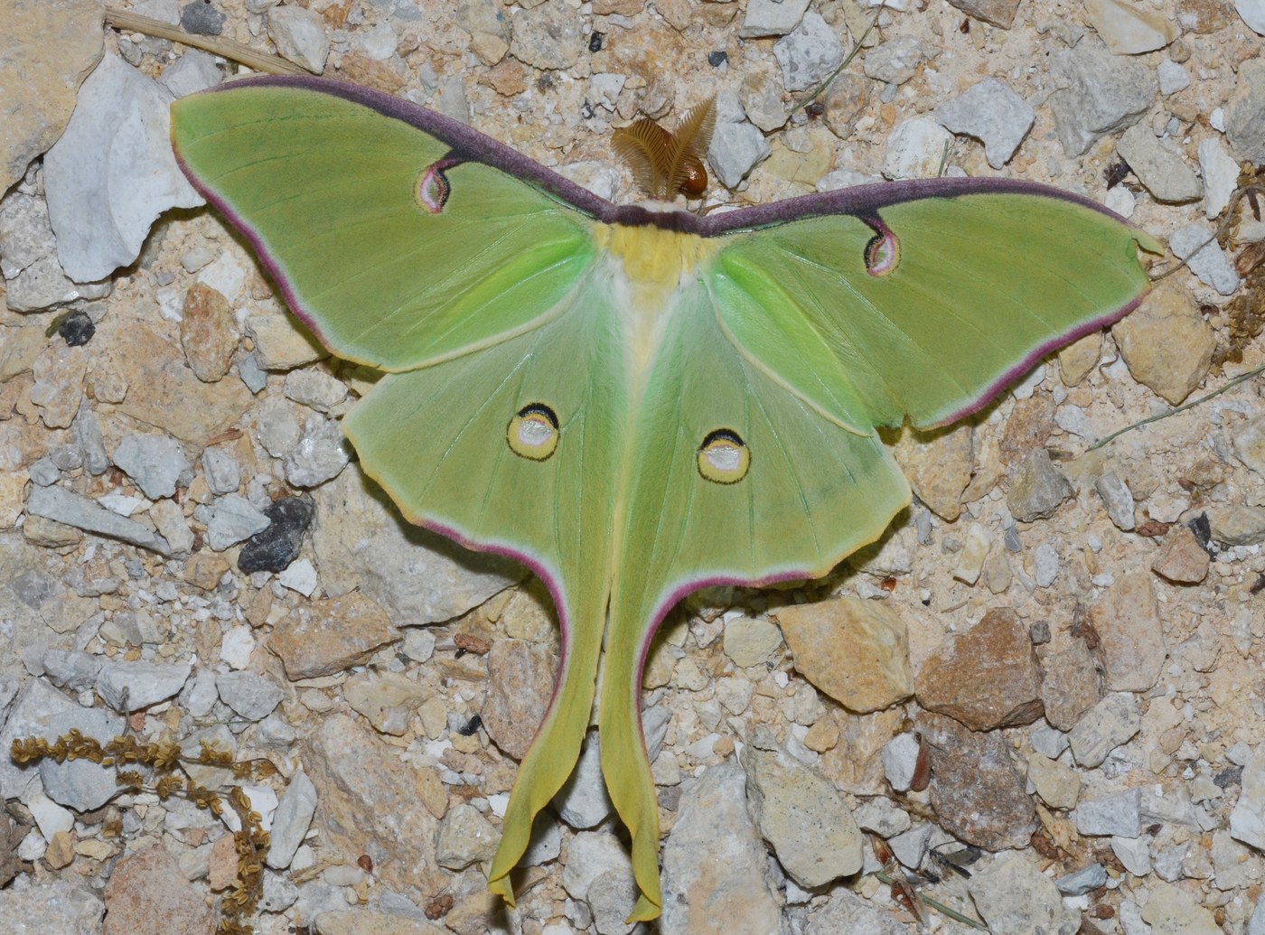 Luna Silkmoth