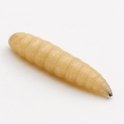 Maggot Identification Guide