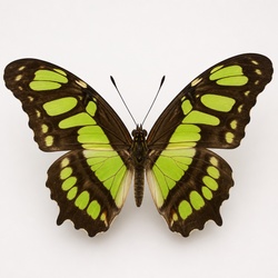 Malachite Butterfly Identification Guide