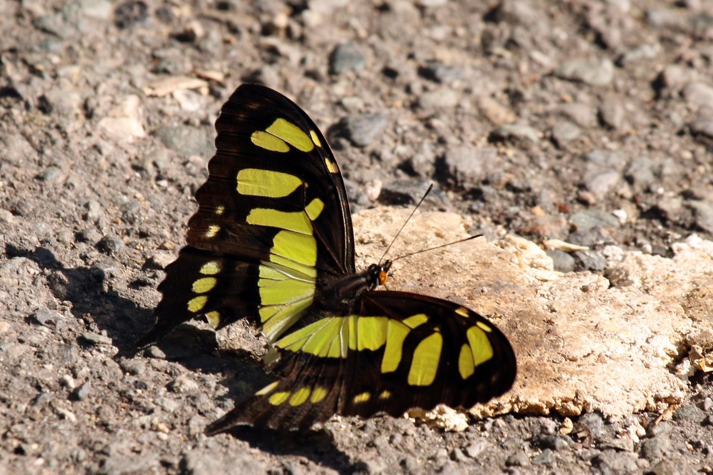 Malachite Butterfly
