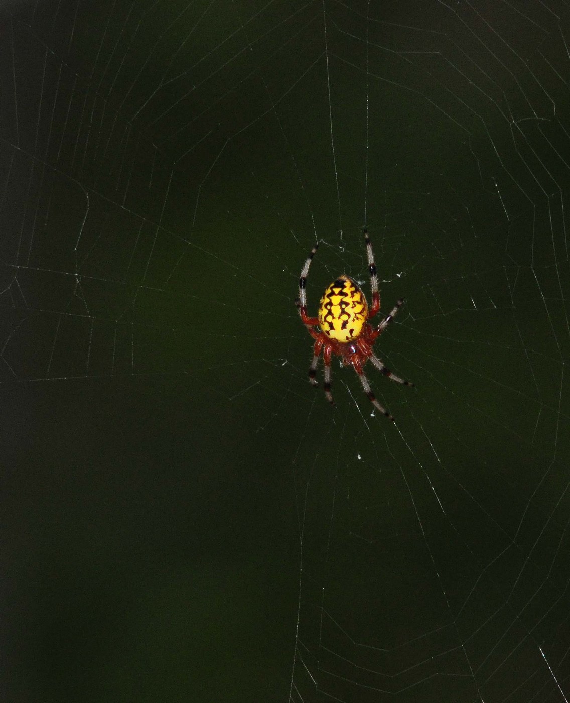 Marbled Orbweaver