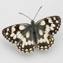 Marbled White Identification Guide