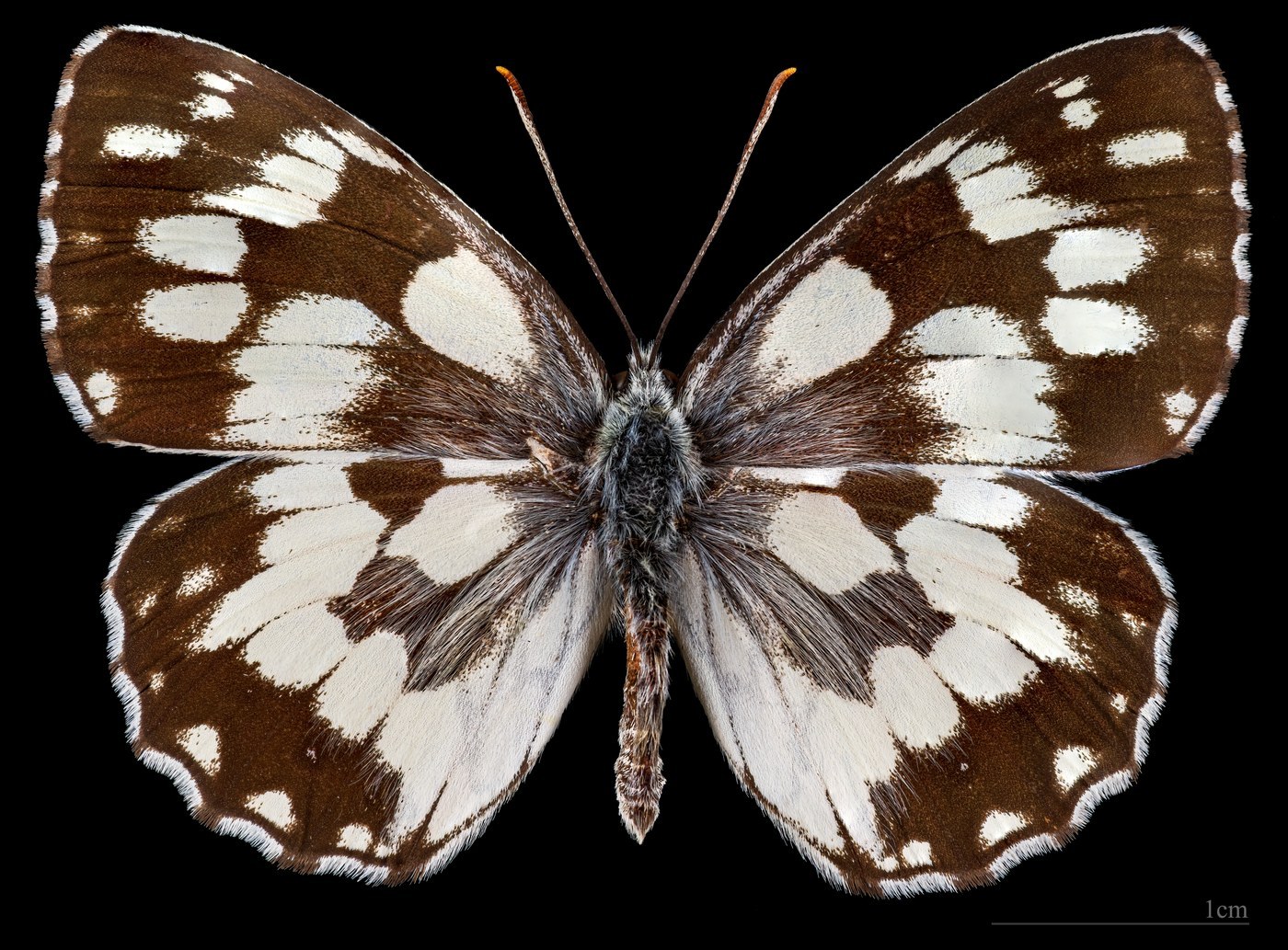 Marbled White