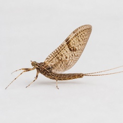 March Brown Mayfly Identification Guide