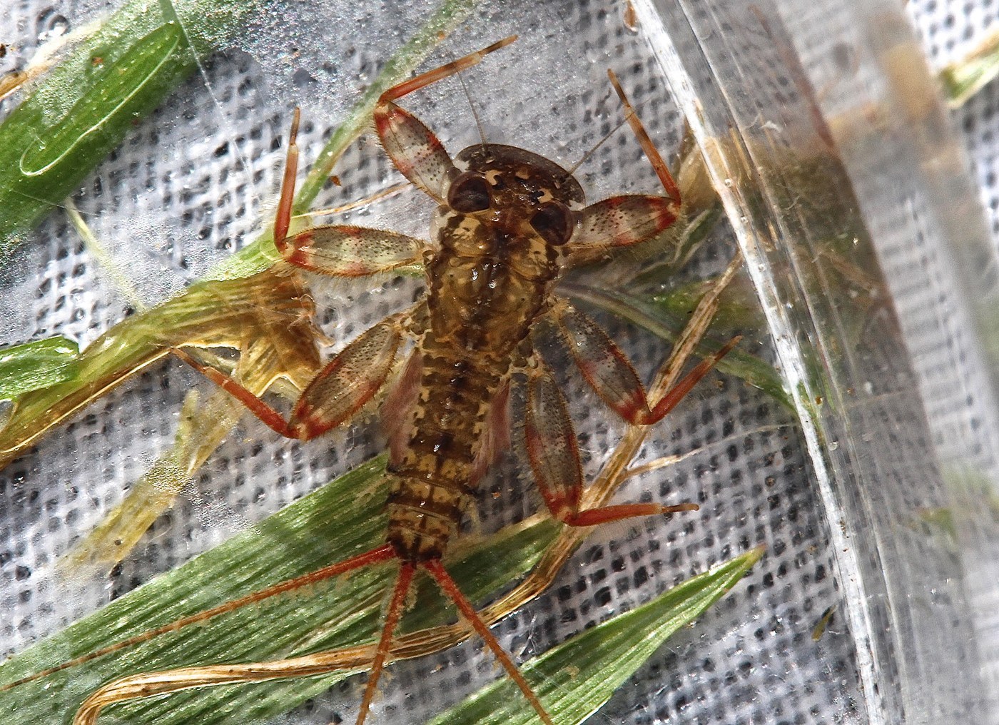 March Brown Mayfly