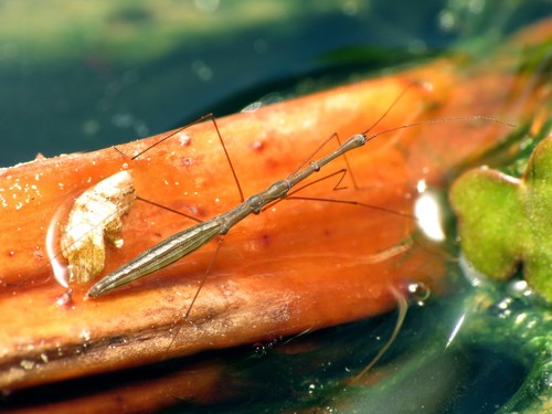 Marsh Treader Identification Guide