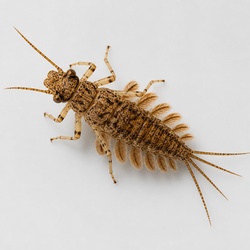 Mayfly Nymph Identification Guide