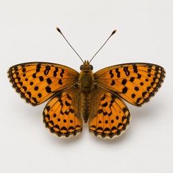 Meadow Fritillary Identification Guide