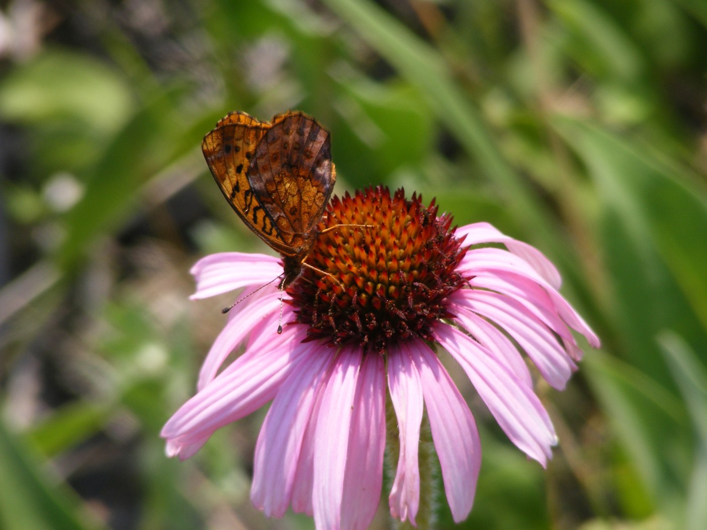 Meadow Fritillary